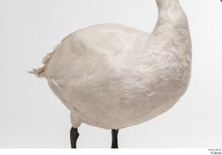 Mute swan whole body 0003.jpg